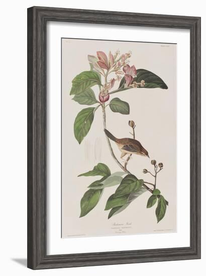 Illustration from 'Birds of America', 1827-38-John James Audubon-Framed Giclee Print