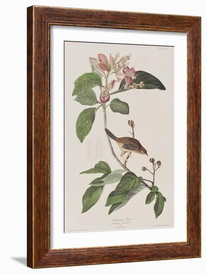 Illustration from 'Birds of America', 1827-38-John James Audubon-Framed Giclee Print