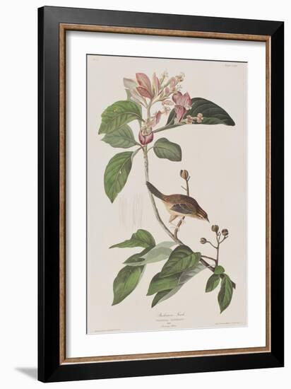 Illustration from 'Birds of America', 1827-38-John James Audubon-Framed Giclee Print