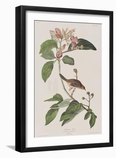 Illustration from 'Birds of America', 1827-38-John James Audubon-Framed Giclee Print