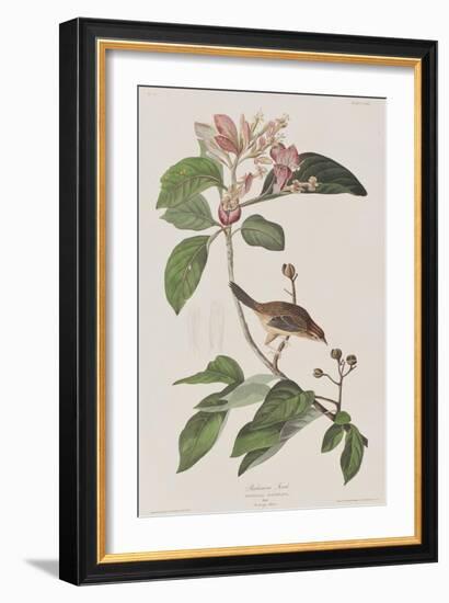 Illustration from 'Birds of America', 1827-38-John James Audubon-Framed Giclee Print