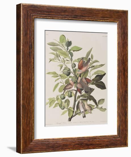 Illustration from 'Birds of America', 1827-38-John James Audubon-Framed Giclee Print