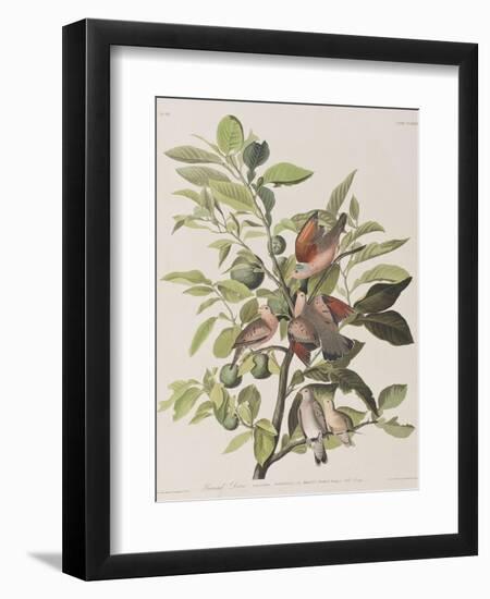 Illustration from 'Birds of America', 1827-38-John James Audubon-Framed Giclee Print