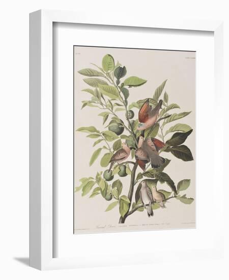 Illustration from 'Birds of America', 1827-38-John James Audubon-Framed Giclee Print