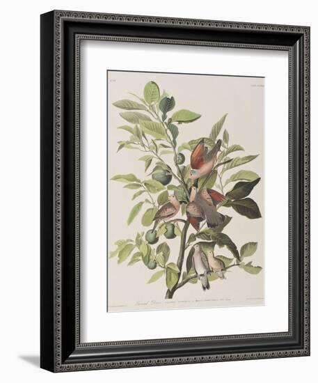 Illustration from 'Birds of America', 1827-38-John James Audubon-Framed Giclee Print