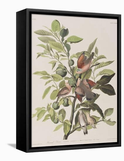 Illustration from 'Birds of America', 1827-38-John James Audubon-Framed Premier Image Canvas