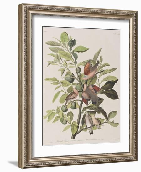 Illustration from 'Birds of America', 1827-38-John James Audubon-Framed Giclee Print