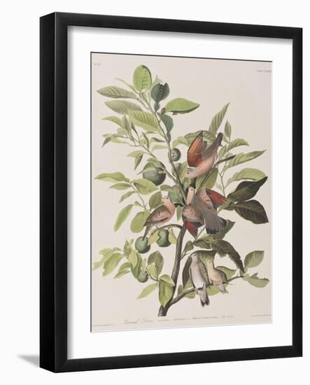 Illustration from 'Birds of America', 1827-38-John James Audubon-Framed Giclee Print