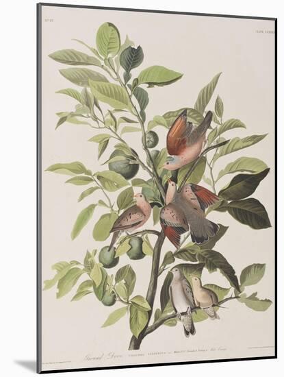 Illustration from 'Birds of America', 1827-38-John James Audubon-Mounted Giclee Print