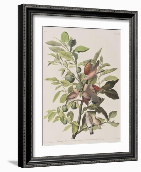 Illustration from 'Birds of America', 1827-38-John James Audubon-Framed Giclee Print