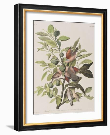 Illustration from 'Birds of America', 1827-38-John James Audubon-Framed Giclee Print