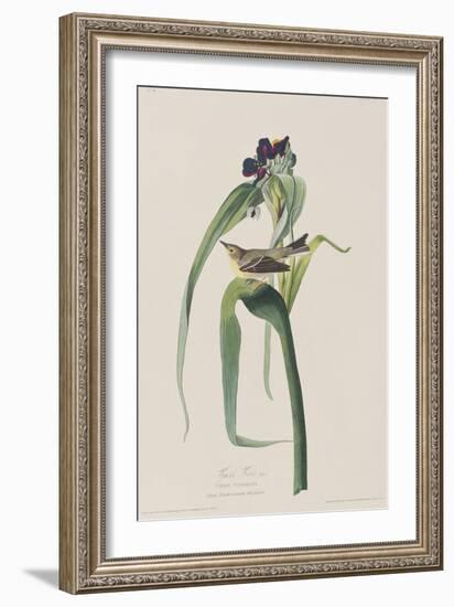 Illustration from 'Birds of America', 1827-38-John James Audubon-Framed Giclee Print