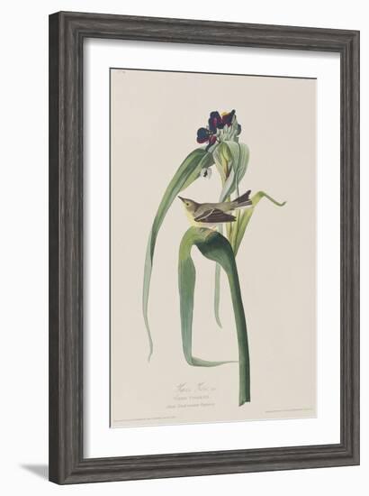 Illustration from 'Birds of America', 1827-38-John James Audubon-Framed Giclee Print