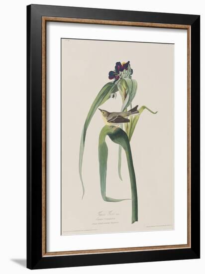 Illustration from 'Birds of America', 1827-38-John James Audubon-Framed Giclee Print