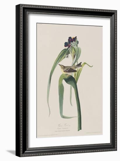 Illustration from 'Birds of America', 1827-38-John James Audubon-Framed Giclee Print