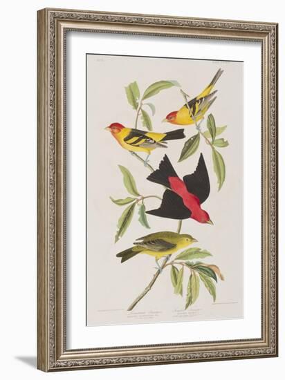 Illustration from 'Birds of America', 1827-38-John James Audubon-Framed Giclee Print