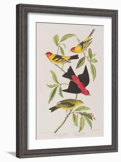 Illustration from 'Birds of America', 1827-38-John James Audubon-Framed Giclee Print