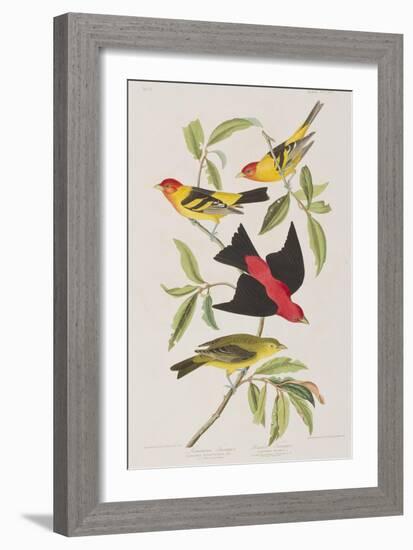 Illustration from 'Birds of America', 1827-38-John James Audubon-Framed Giclee Print