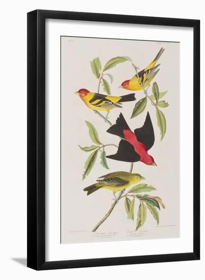 Illustration from 'Birds of America', 1827-38-John James Audubon-Framed Giclee Print