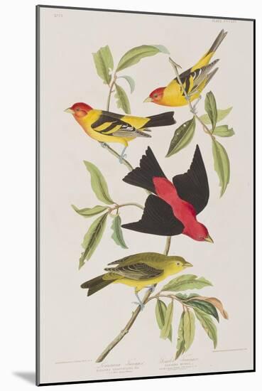 Illustration from 'Birds of America', 1827-38-John James Audubon-Mounted Giclee Print