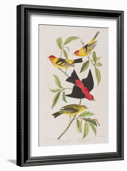 Illustration from 'Birds of America', 1827-38-John James Audubon-Framed Giclee Print