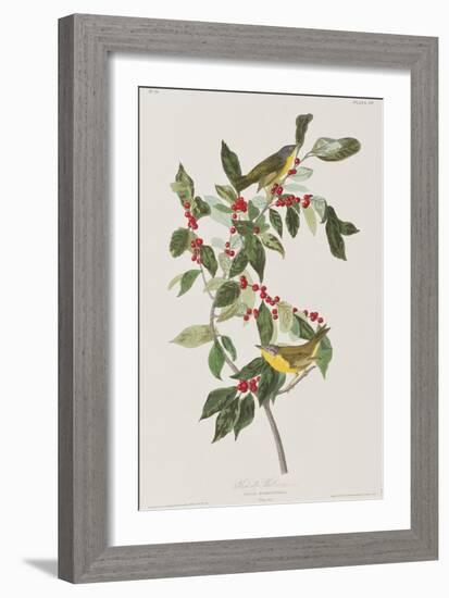 Illustration from 'Birds of America', 1827-38-John James Audubon-Framed Giclee Print