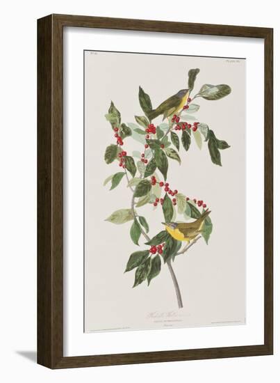 Illustration from 'Birds of America', 1827-38-John James Audubon-Framed Giclee Print