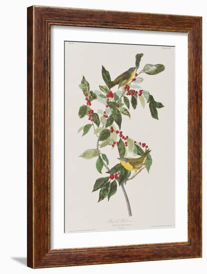 Illustration from 'Birds of America', 1827-38-John James Audubon-Framed Giclee Print