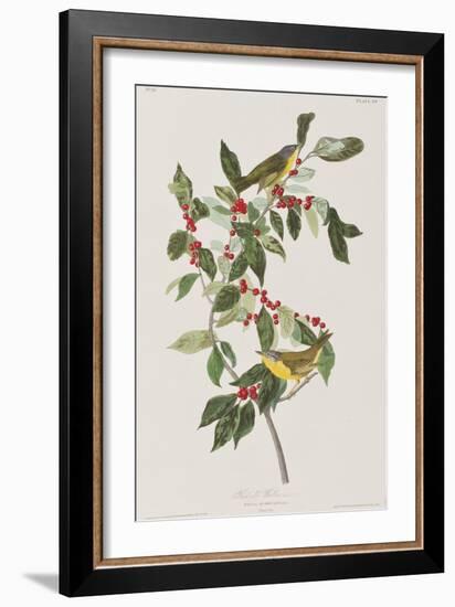 Illustration from 'Birds of America', 1827-38-John James Audubon-Framed Giclee Print