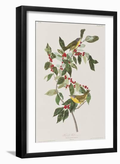 Illustration from 'Birds of America', 1827-38-John James Audubon-Framed Giclee Print