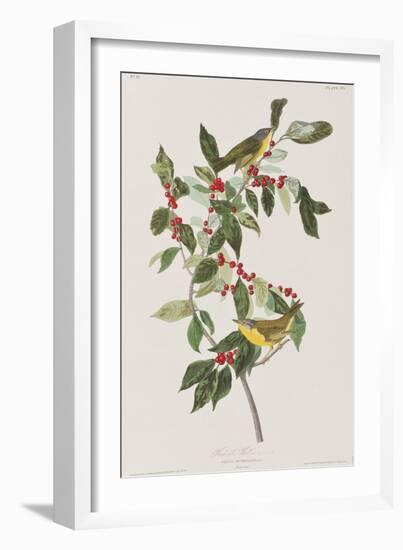 Illustration from 'Birds of America', 1827-38-John James Audubon-Framed Giclee Print