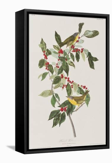 Illustration from 'Birds of America', 1827-38-John James Audubon-Framed Premier Image Canvas