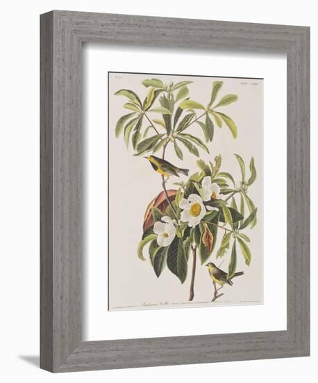 Illustration from 'Birds of America', 1827-38-John James Audubon-Framed Giclee Print