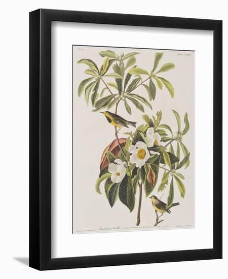 Illustration from 'Birds of America', 1827-38-John James Audubon-Framed Giclee Print