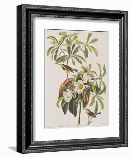 Illustration from 'Birds of America', 1827-38-John James Audubon-Framed Giclee Print