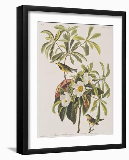 Illustration from 'Birds of America', 1827-38-John James Audubon-Framed Giclee Print