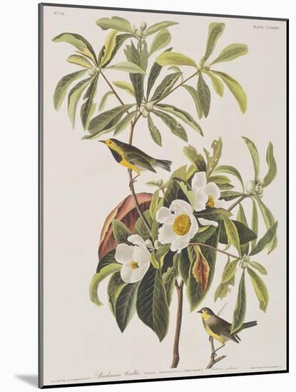 Illustration from 'Birds of America', 1827-38-John James Audubon-Mounted Giclee Print