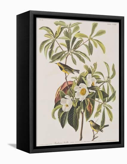 Illustration from 'Birds of America', 1827-38-John James Audubon-Framed Premier Image Canvas