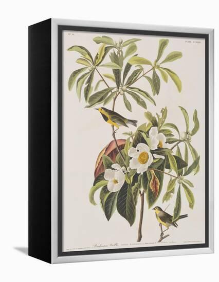 Illustration from 'Birds of America', 1827-38-John James Audubon-Framed Premier Image Canvas