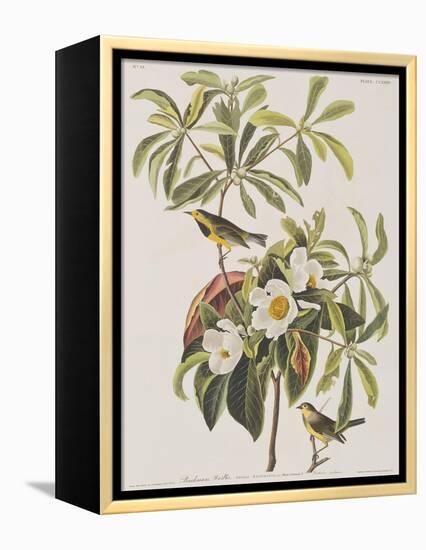 Illustration from 'Birds of America', 1827-38-John James Audubon-Framed Premier Image Canvas