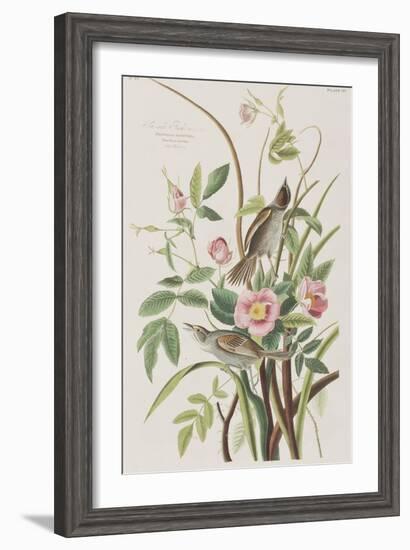 Illustration from 'Birds of America', 1827-38-John James Audubon-Framed Giclee Print