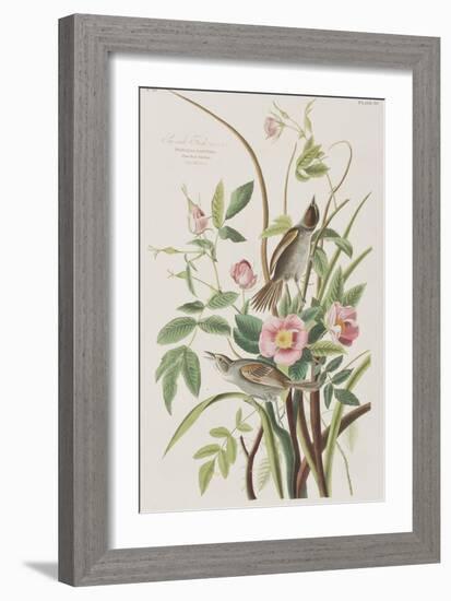 Illustration from 'Birds of America', 1827-38-John James Audubon-Framed Giclee Print