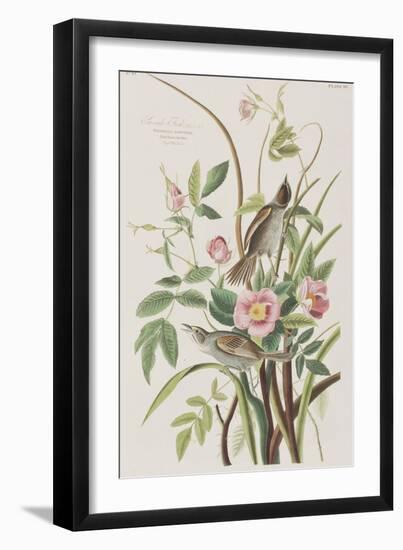 Illustration from 'Birds of America', 1827-38-John James Audubon-Framed Giclee Print