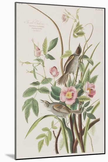 Illustration from 'Birds of America', 1827-38-John James Audubon-Mounted Giclee Print