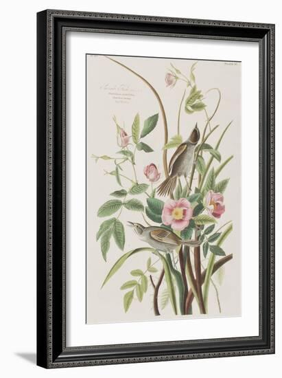 Illustration from 'Birds of America', 1827-38-John James Audubon-Framed Giclee Print