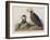 Illustration from 'Birds of America', 1827-38-John James Audubon-Framed Giclee Print