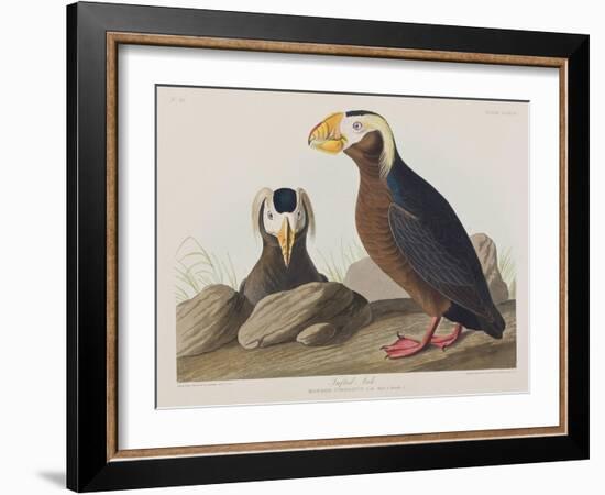 Illustration from 'Birds of America', 1827-38-John James Audubon-Framed Giclee Print