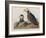 Illustration from 'Birds of America', 1827-38-John James Audubon-Framed Giclee Print