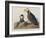 Illustration from 'Birds of America', 1827-38-John James Audubon-Framed Giclee Print