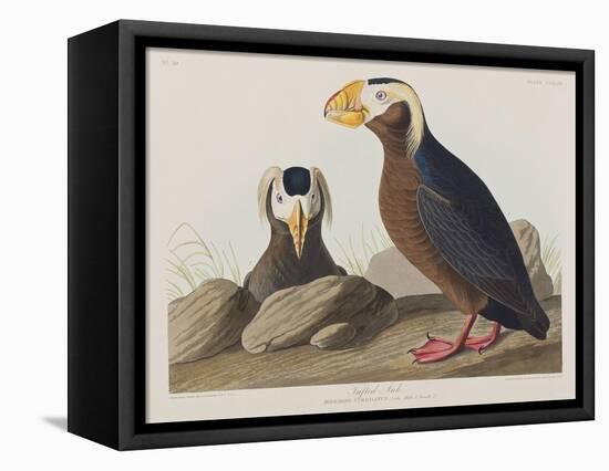 Illustration from 'Birds of America', 1827-38-John James Audubon-Framed Premier Image Canvas